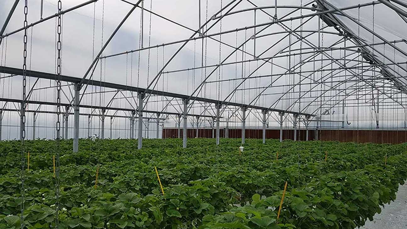 Système de refroidissement d'une serre