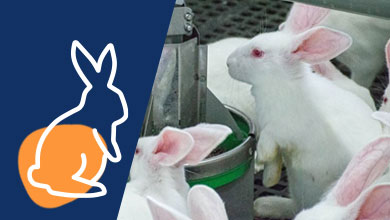 solution ventilation lapin