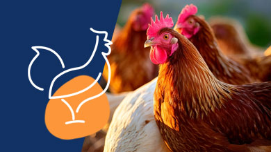 Ventilation pour les poules